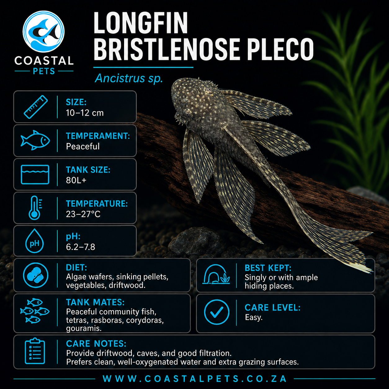Bristlenose-Longfin Normal