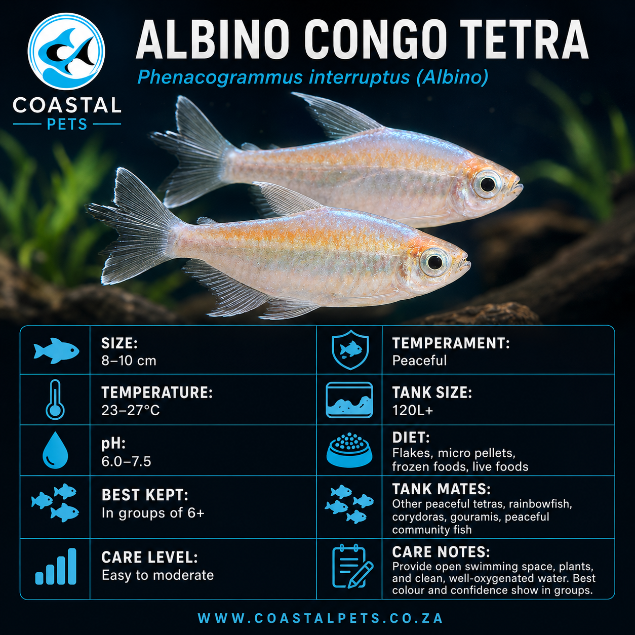 Tetra-Albino Congo
