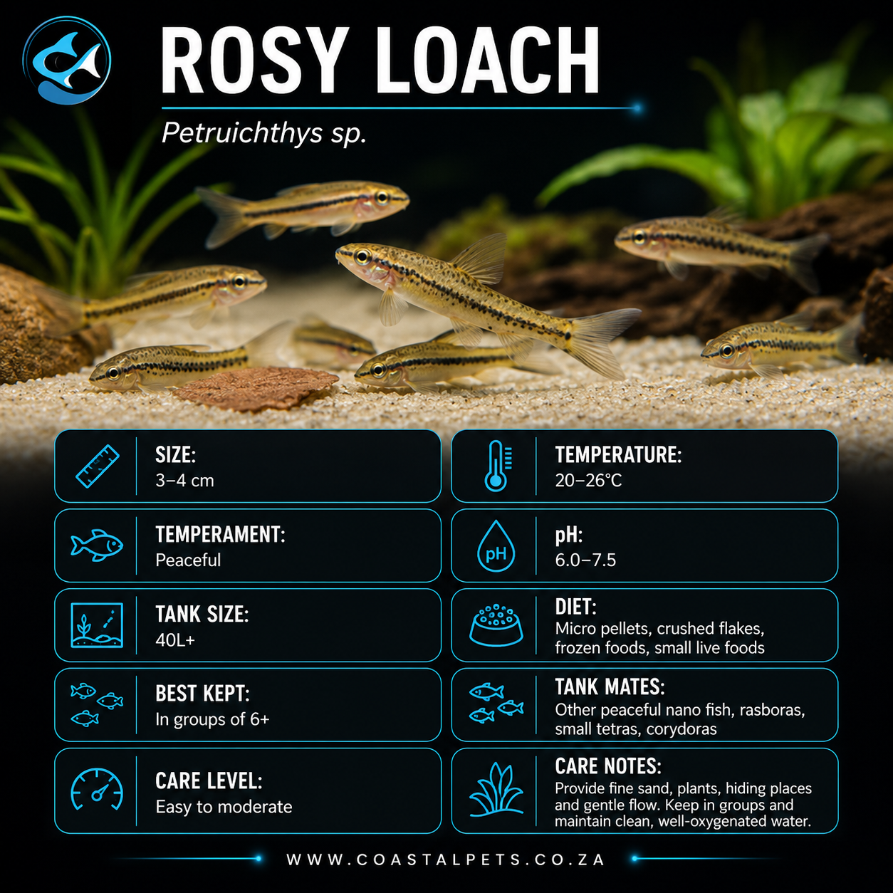 Loach-Rosy