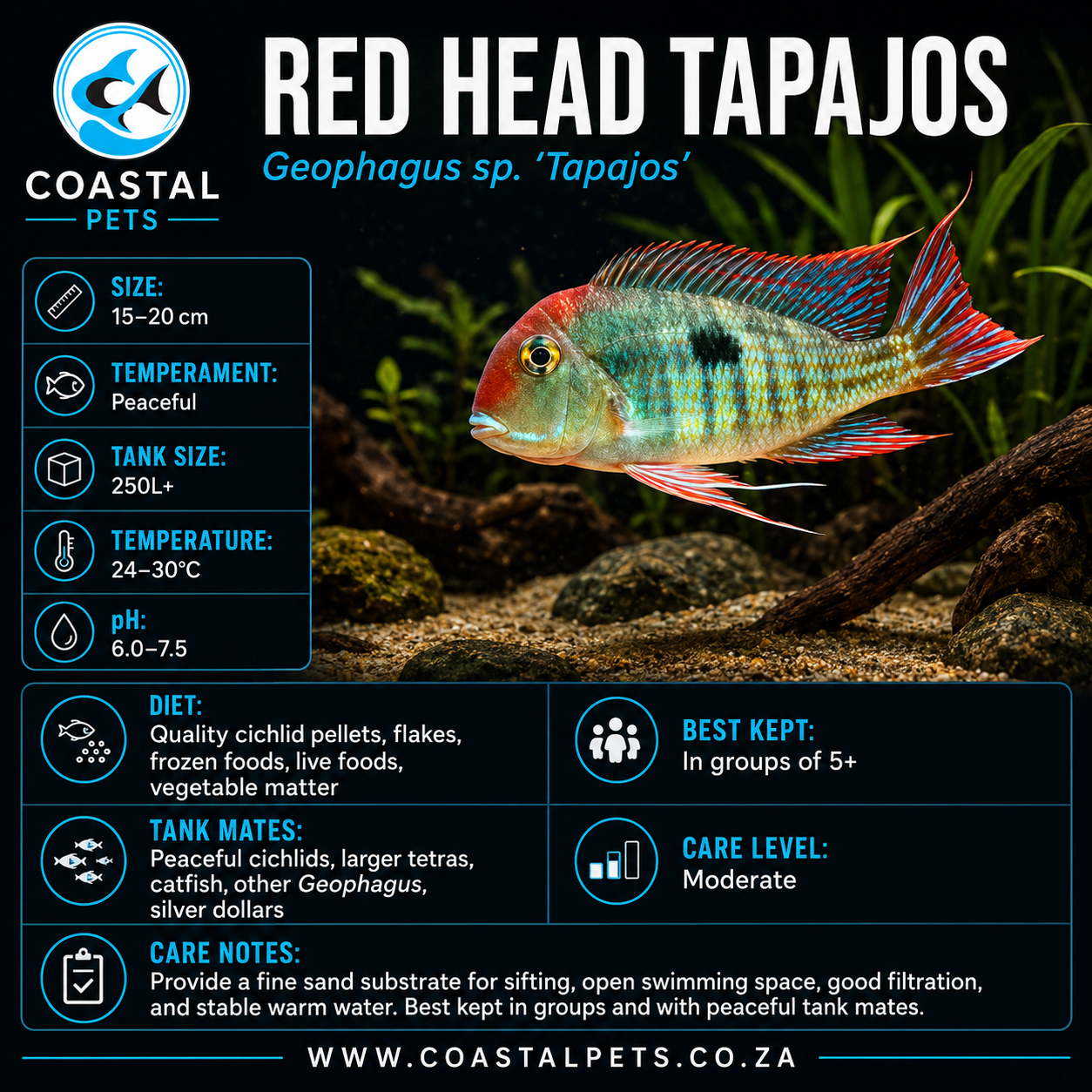 Geophagus-Red Head Tapajos (40-50mm)