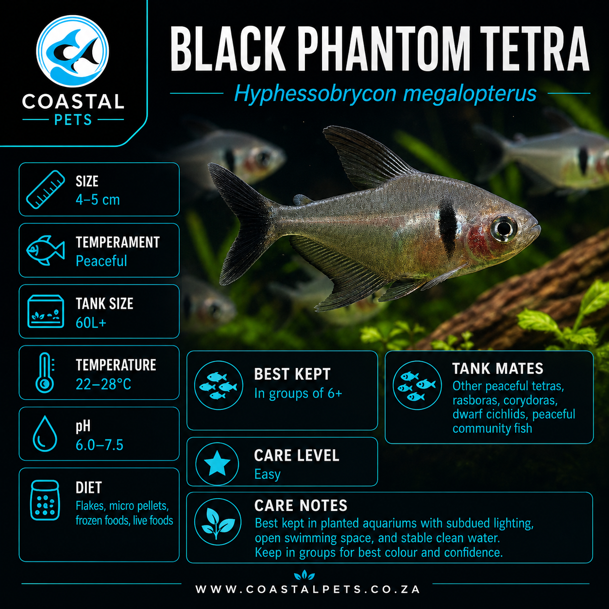 Tetra-Black Phantom