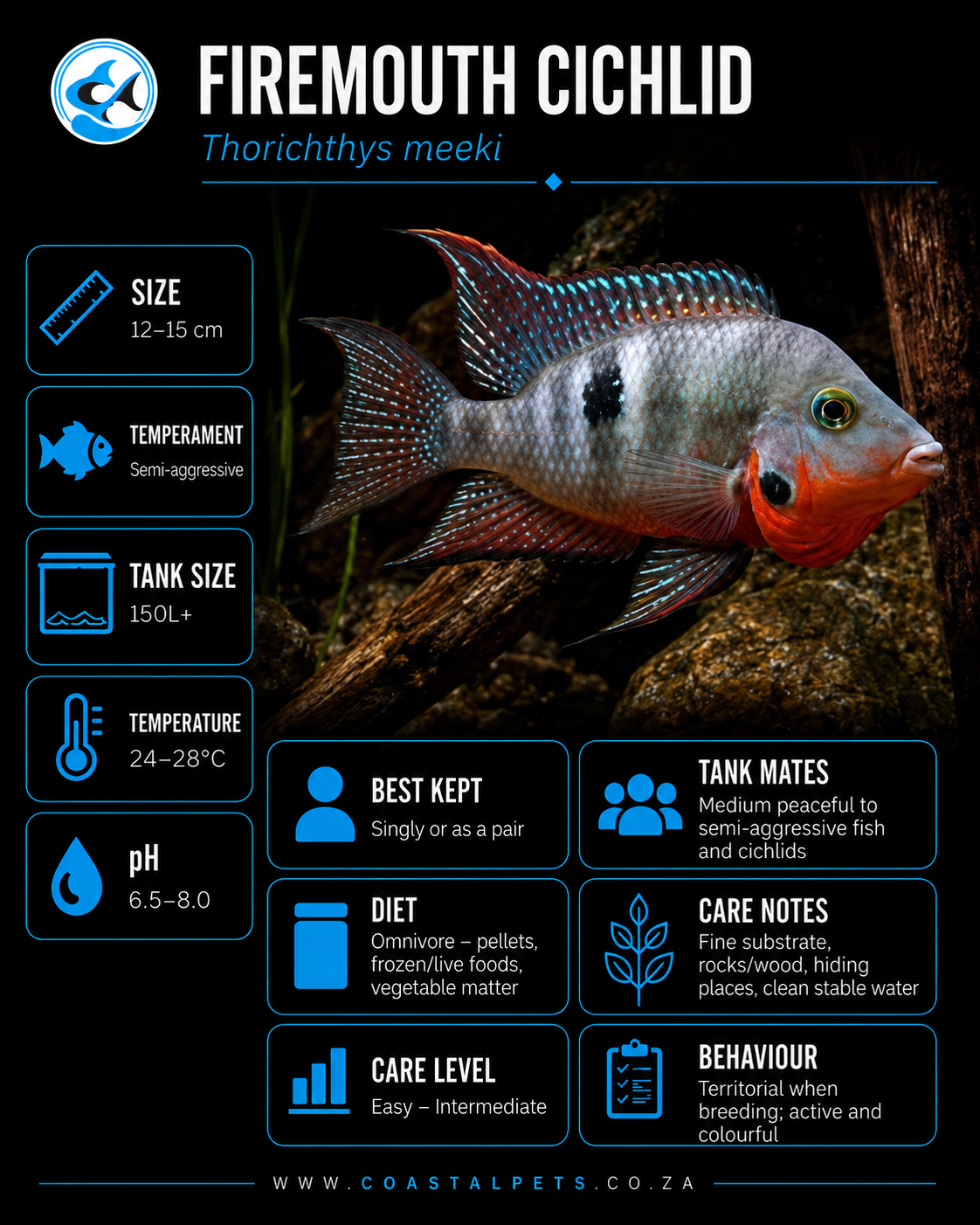 Firemouth Cichlid (90mm-110mm)