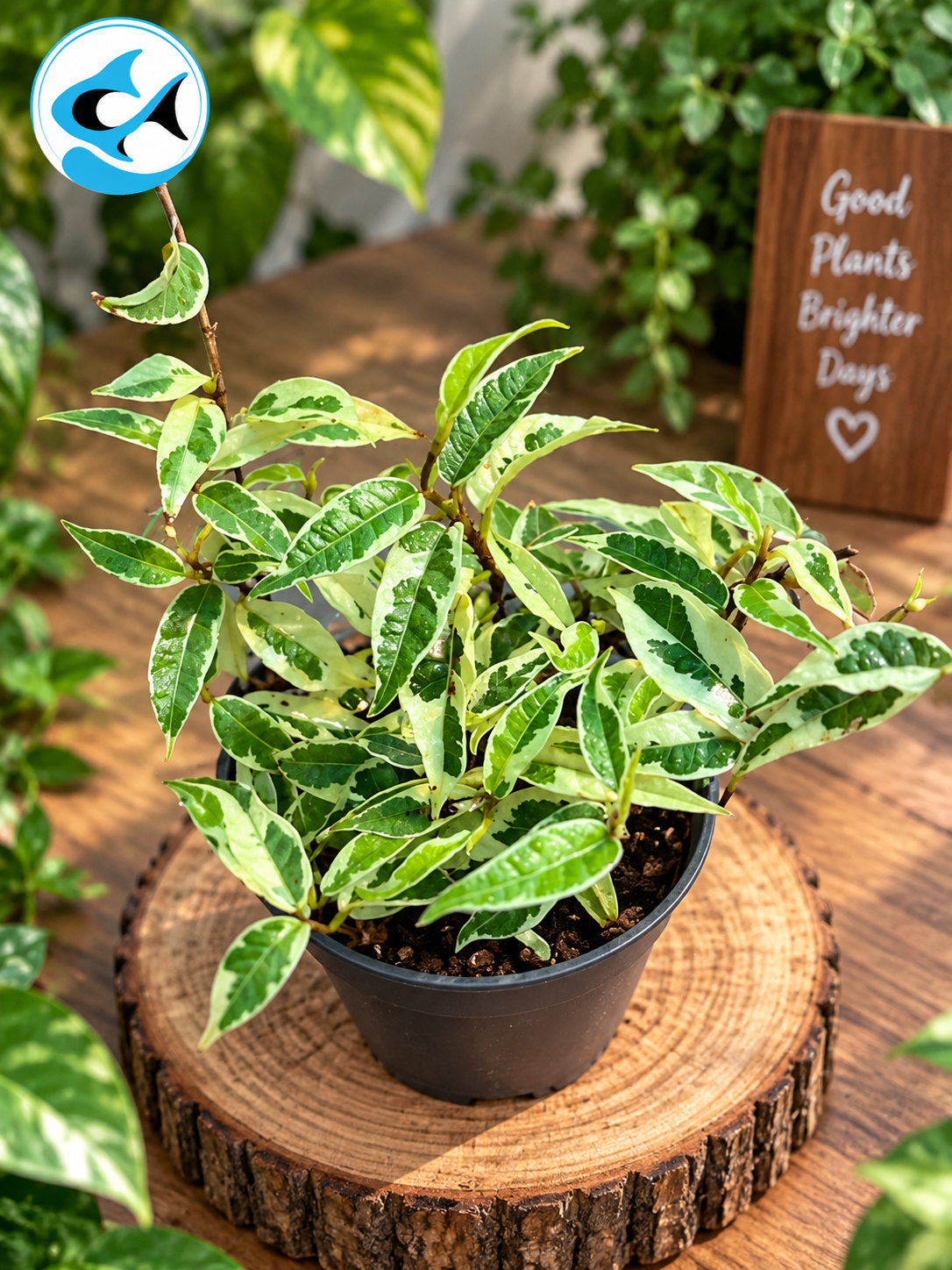 Ficus Repense Variegated 8cm