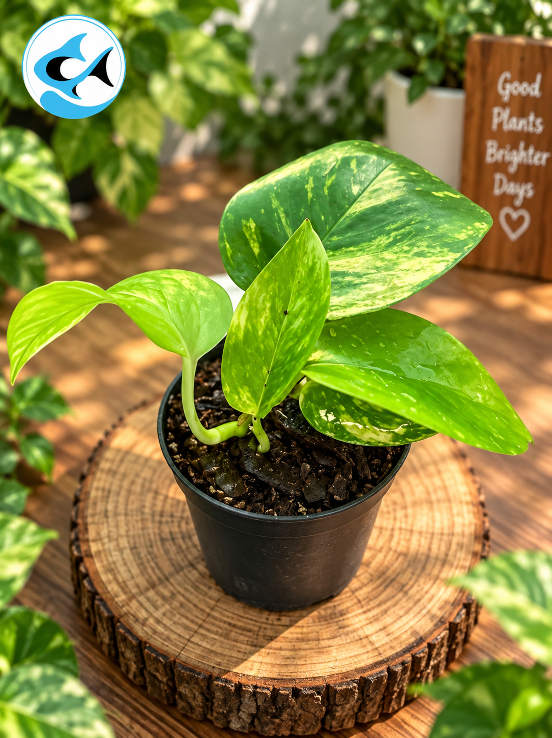 Epipremnum Aureum Golden Pothos 9cm