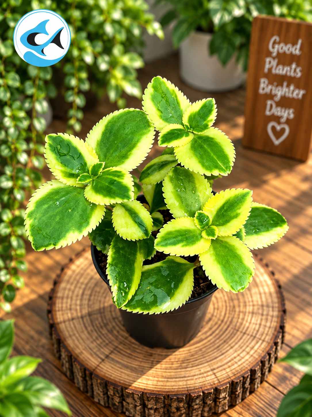 Crassula Sarmentosa Variegata 5cm