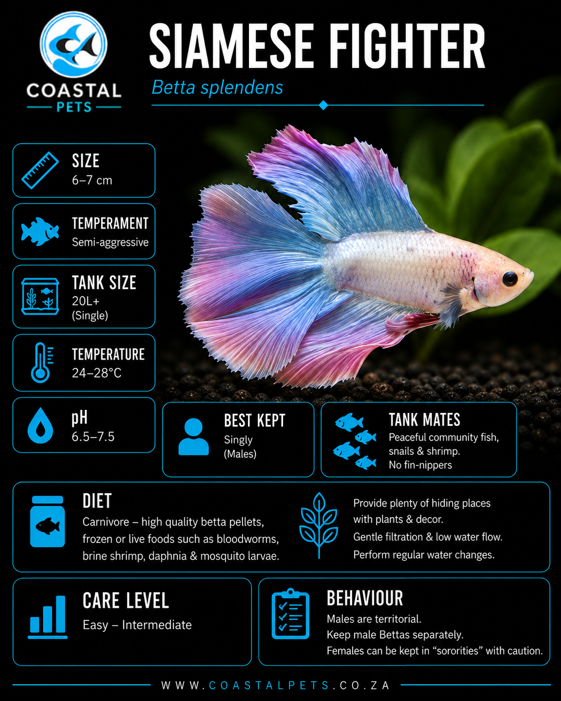 Betta-Full Moon Betta