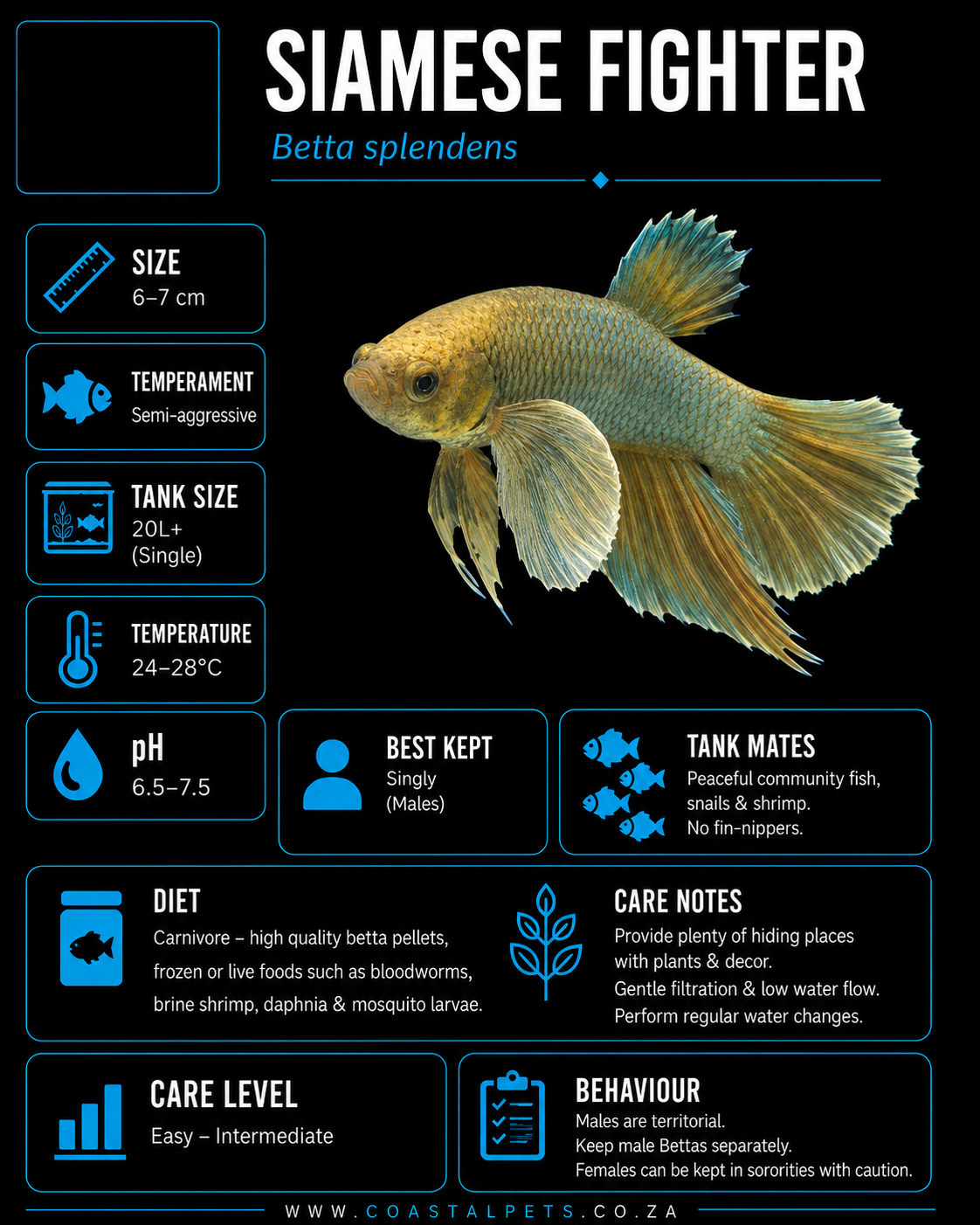 Betta-Dumbo Ear Plakat