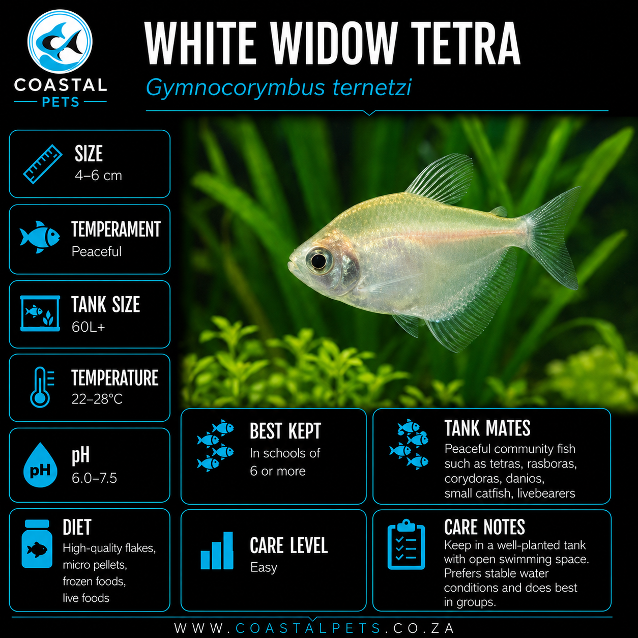 Tetra-Widow