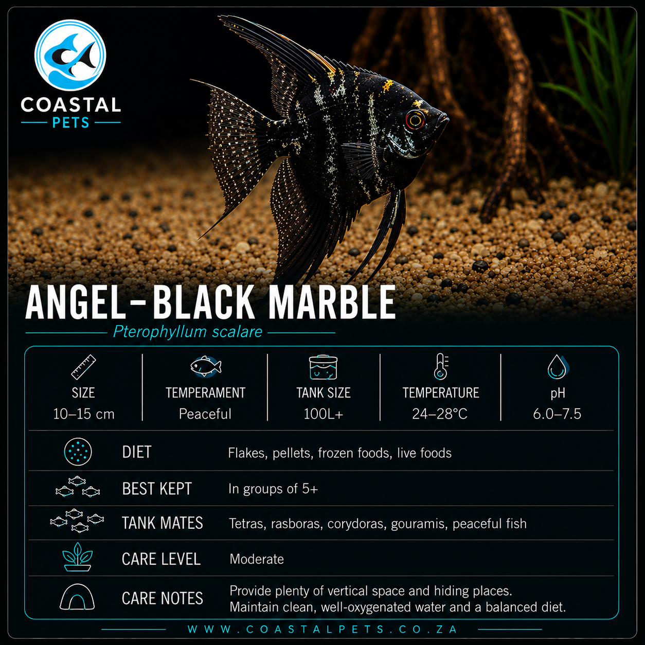 Angel-Black Marble