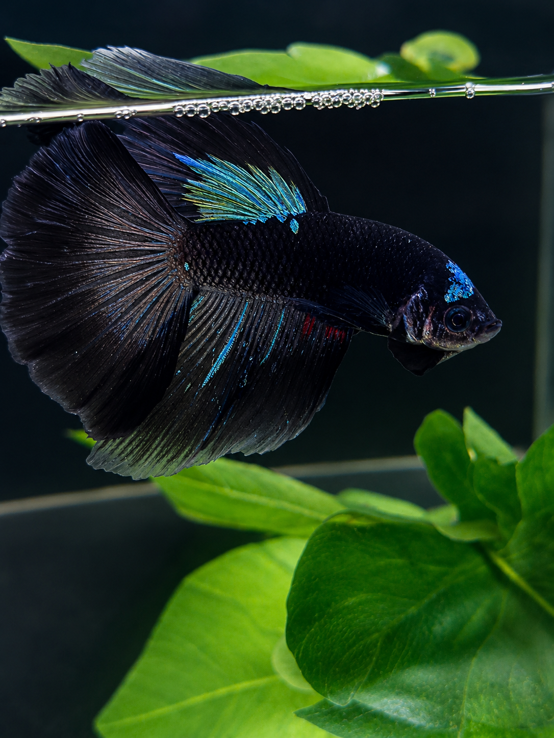 Betta-Avatar Halfmoon