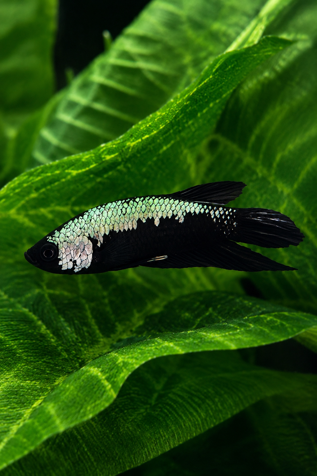 Betta- Samurai Plakat