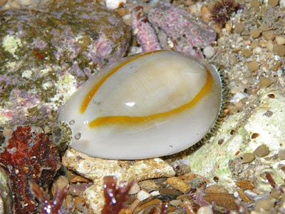 Gold Ring Cowrie
