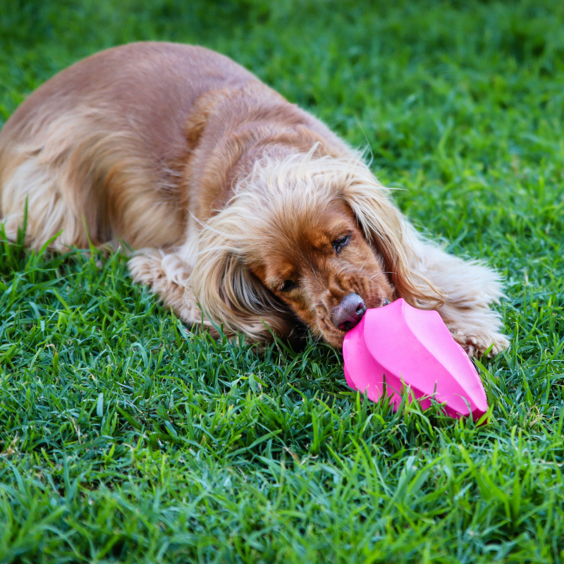 Dog's Life Natural Rubber Stuffable Dog Toy