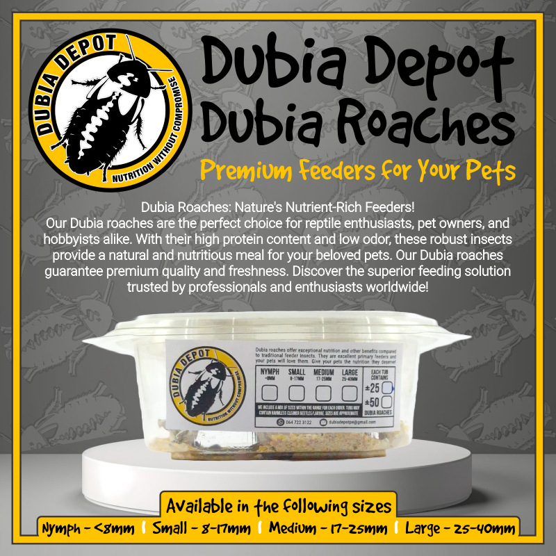 Dubia Roaches