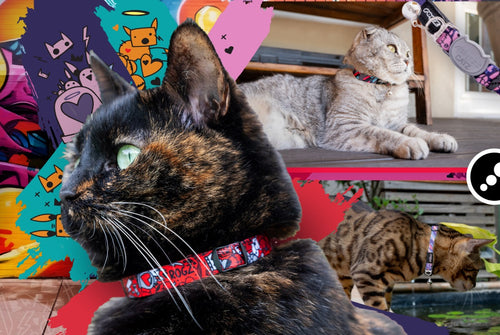Rogz Fusion Cat Collar