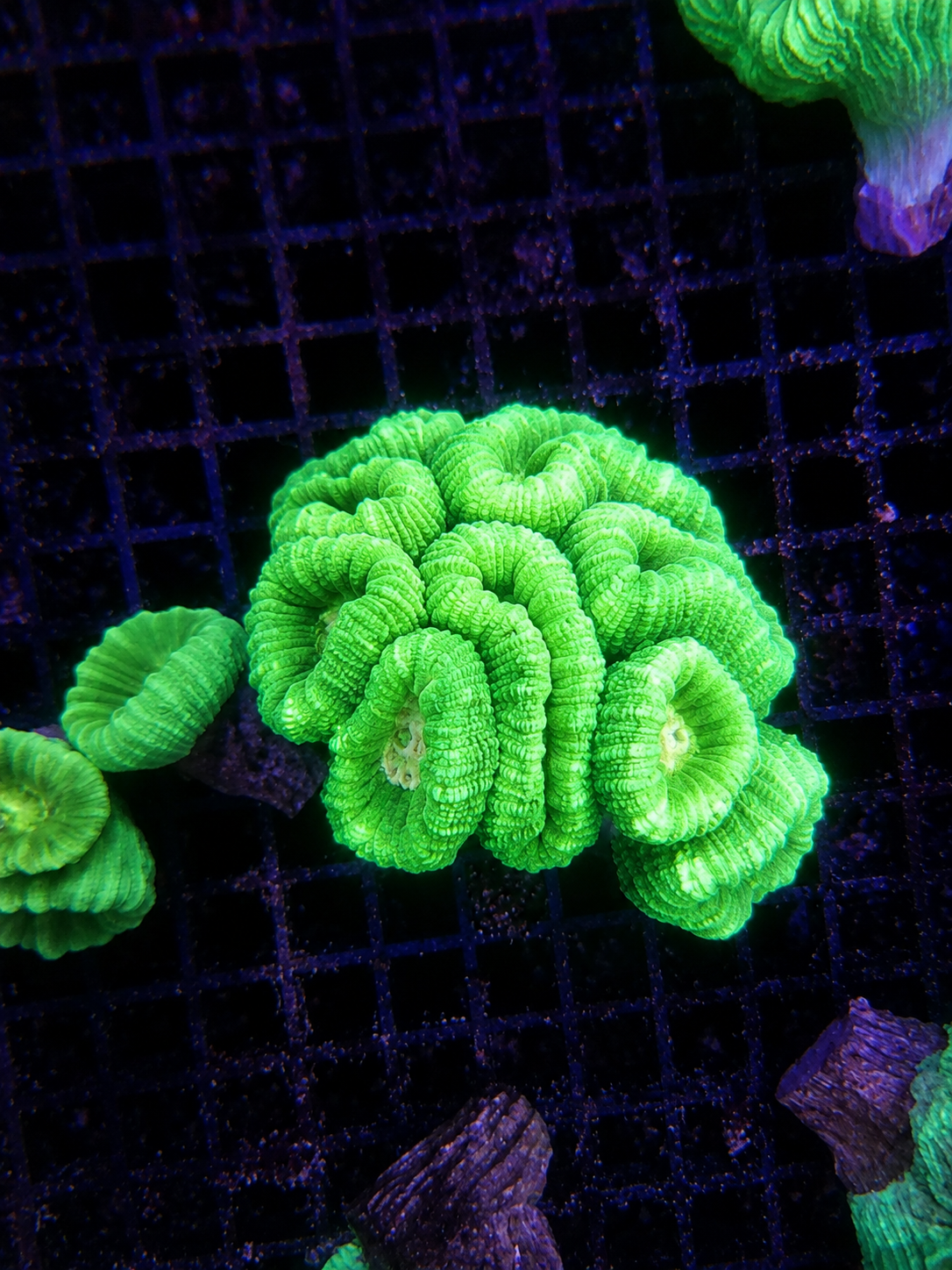 Green Candy Cane