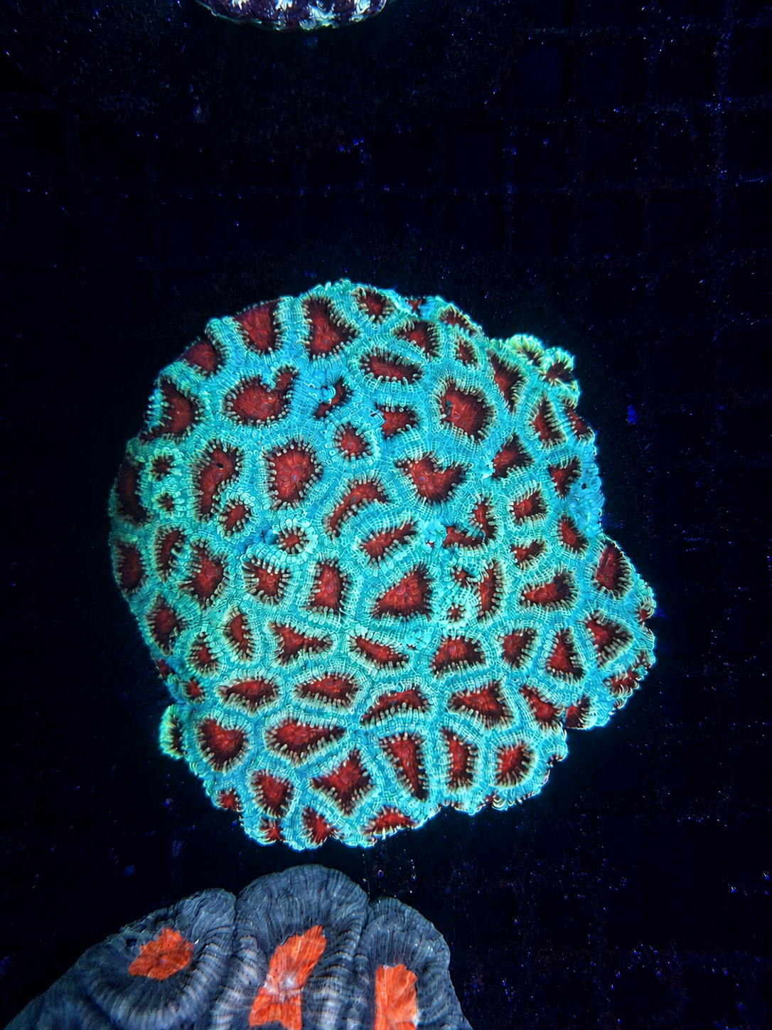 Favia-Green Red