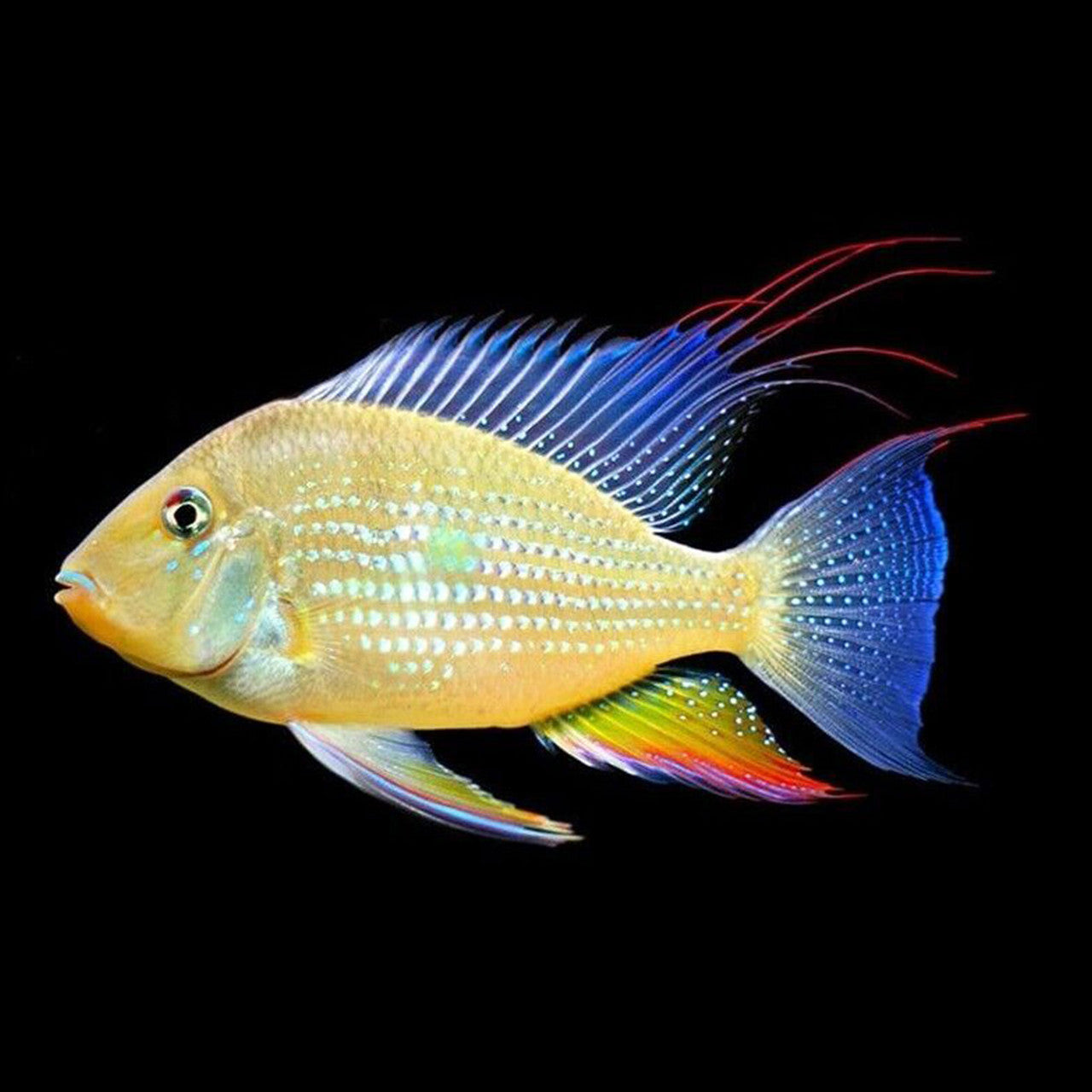 Cichlid-Threadfin Acara (60mm)
