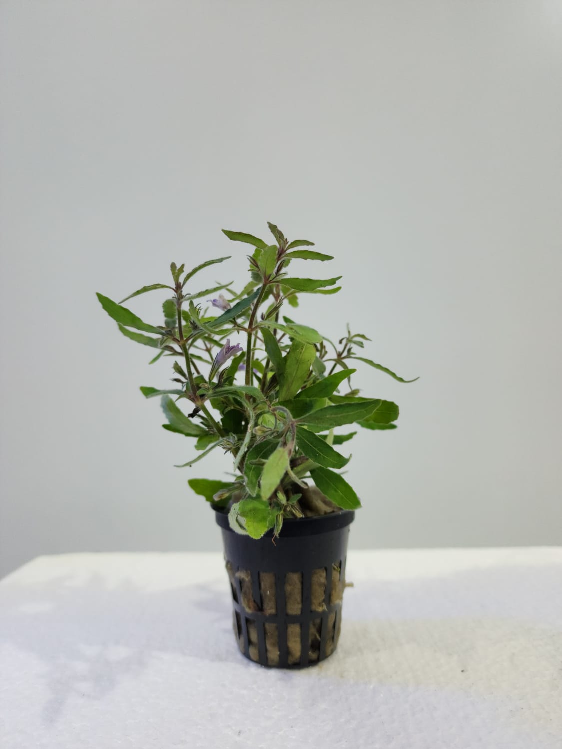 Hygrophila - Local