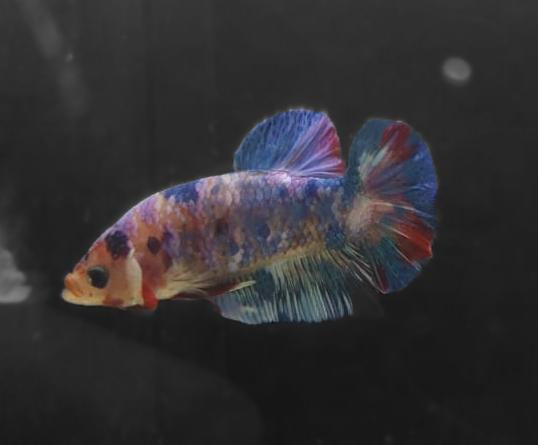 Betta-Candy
