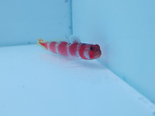 Sunburst Goby