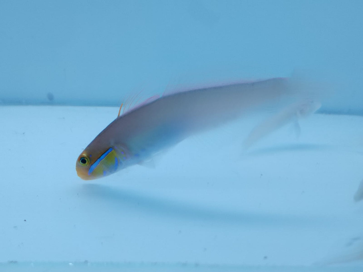 Gold Head Sleeper Goby
