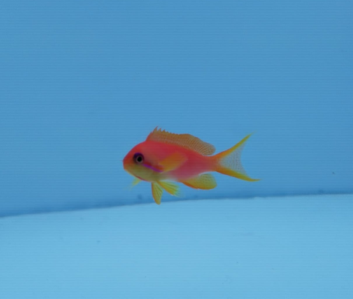 Goldie (Lyretail Anthias) 5-7cm