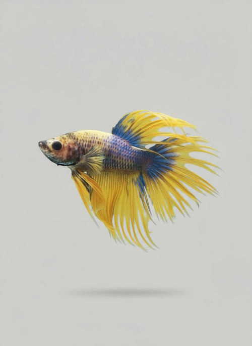 Betta-Crowntail