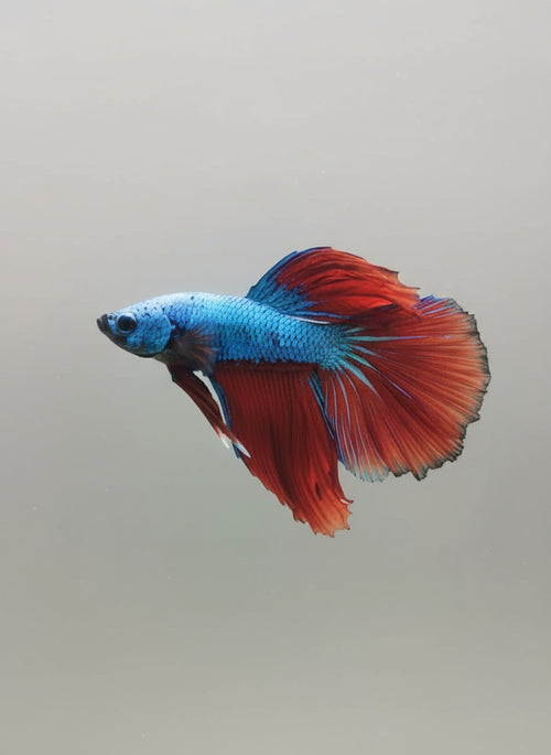 Betta-Halfmoon 3