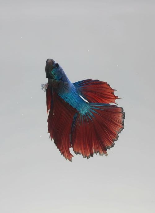 Betta-Halfmoon 2
