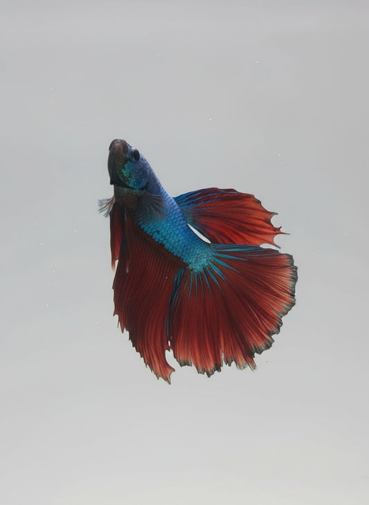 Betta-Halfmoon 2
