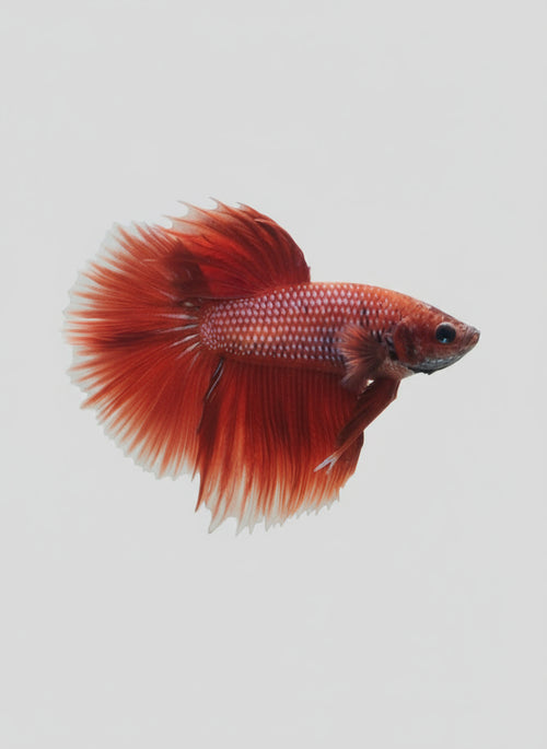 Betta-Halfmoon 1