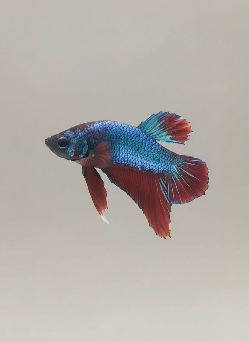 Betta-Plakat 3