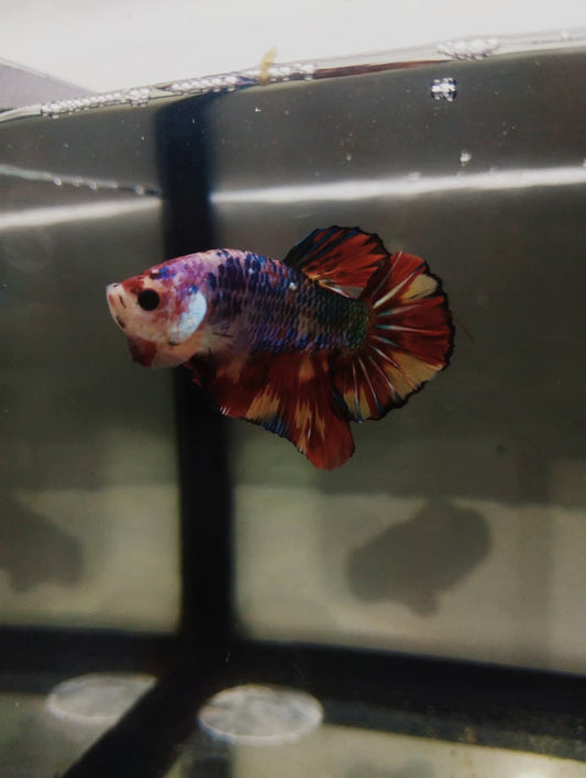 Betta-Nemo Candy Plakat