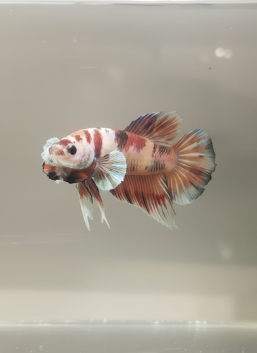 Betta-Koi Plakat