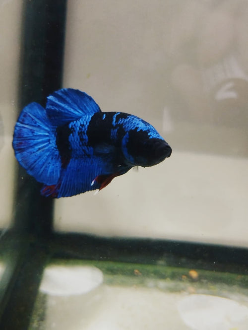 Betta-Avatar Plakat 2