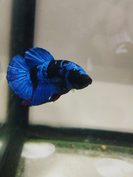 Betta-Avatar Plakat 2