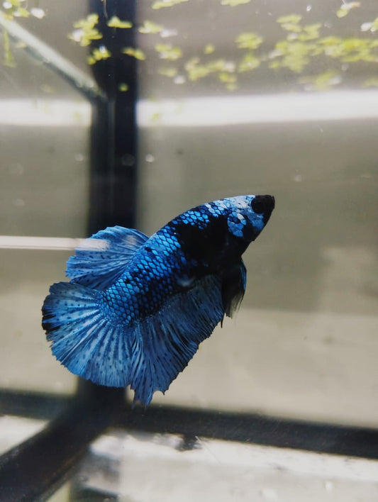 Betta-Avatar Plakat 1