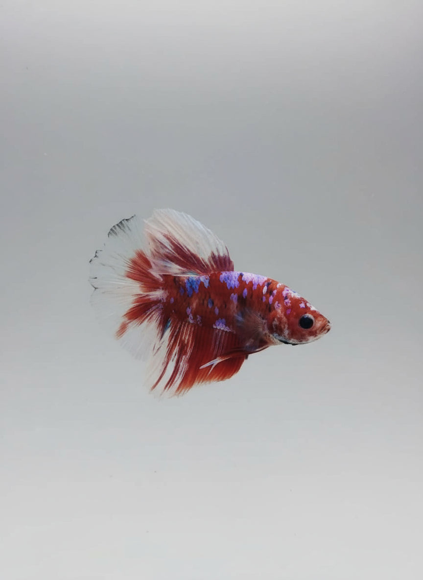 Betta-Candy Halfmoon 1