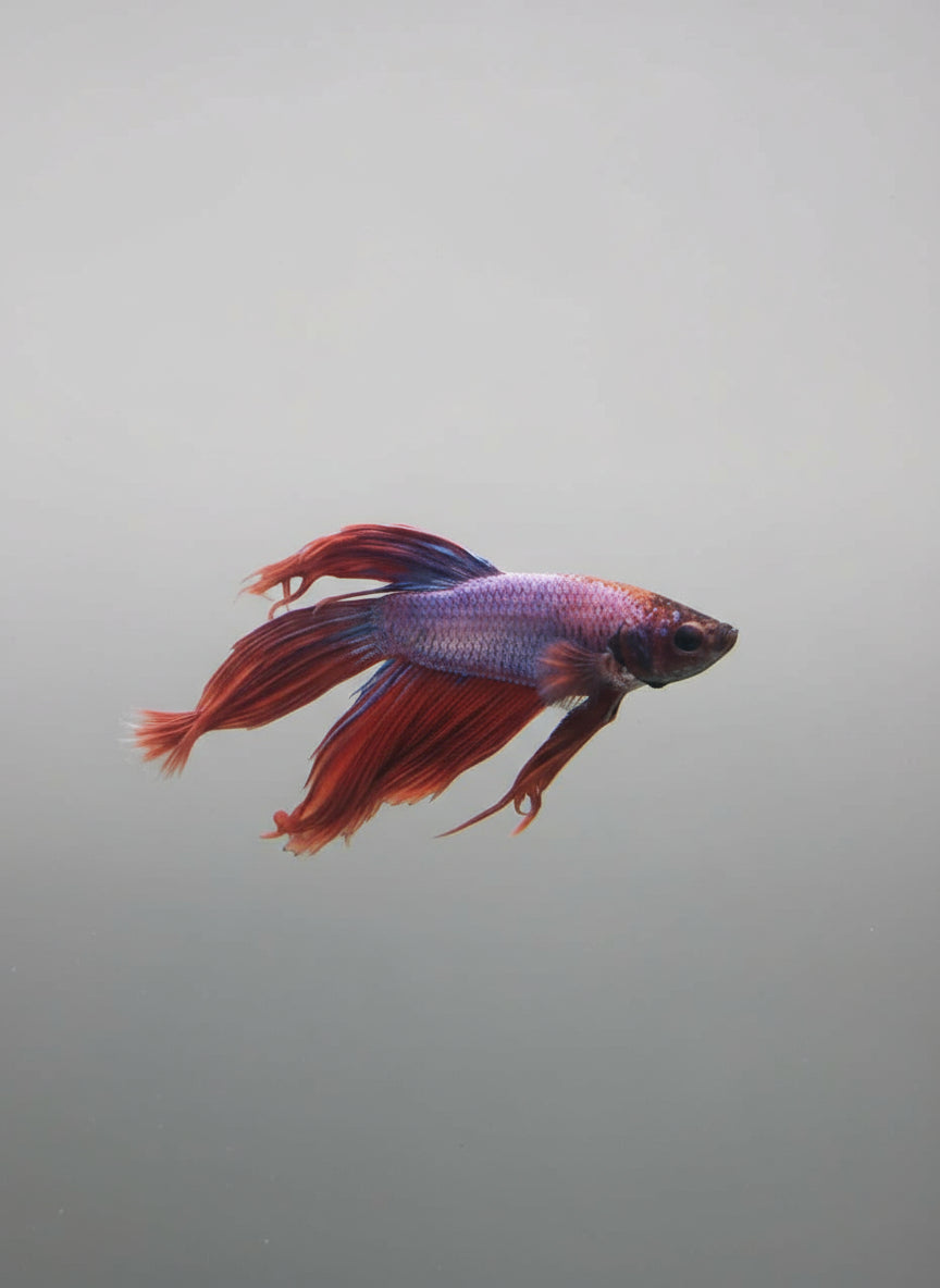 Betta-Veiltail 1