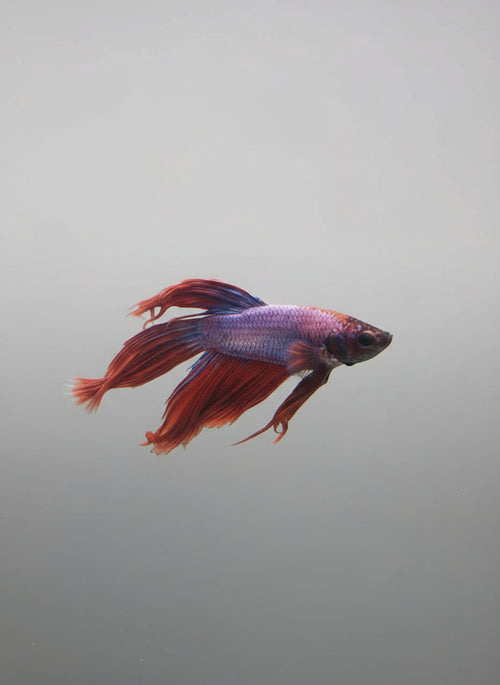 Betta-Veiltail 1