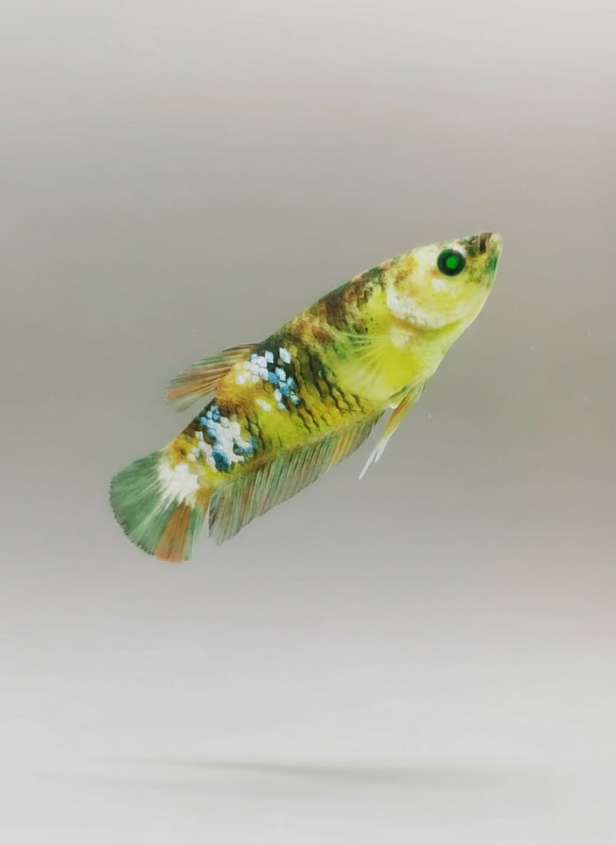 Betta-GMO Female 3