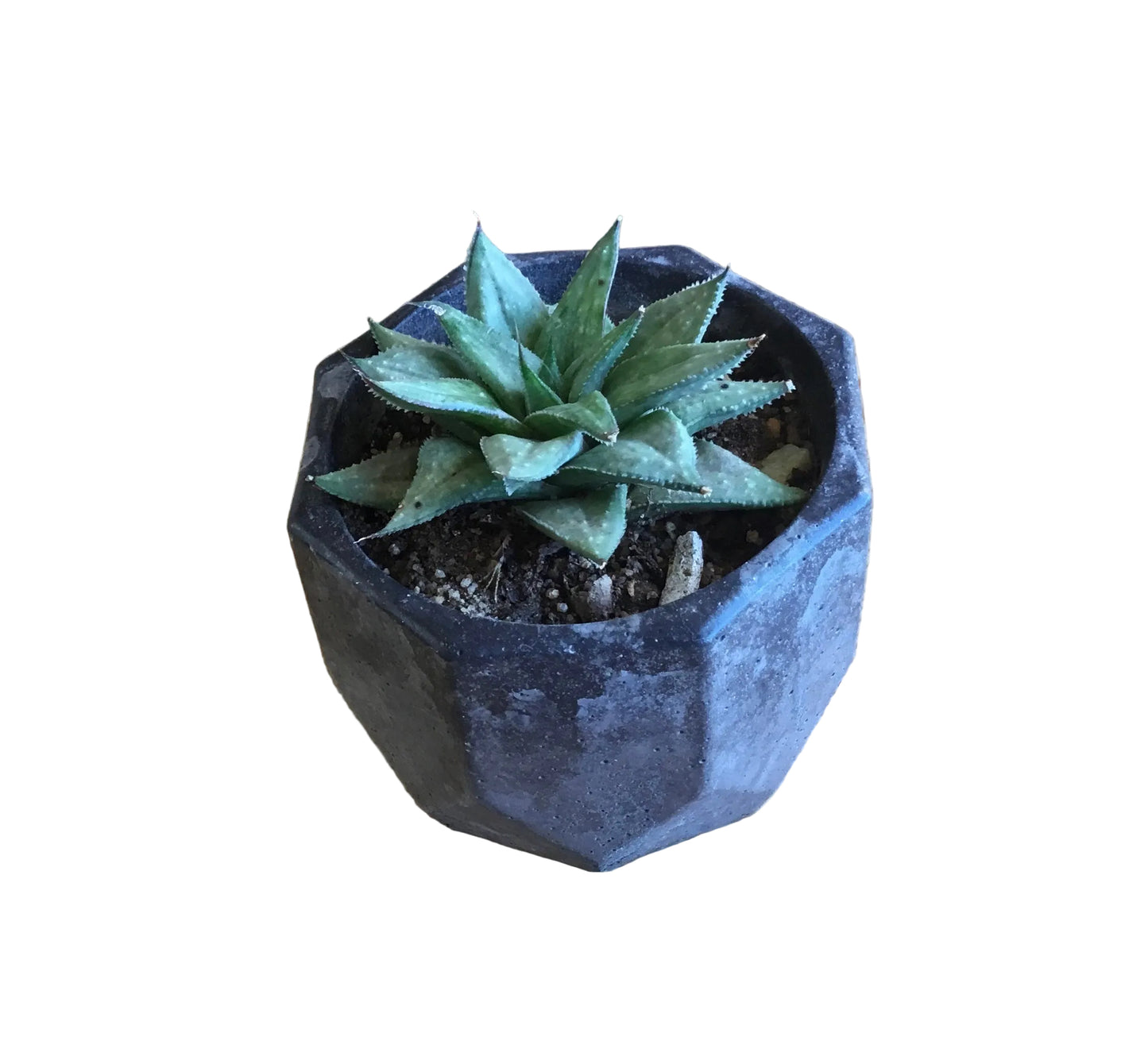 Concrete pots - Medium M8