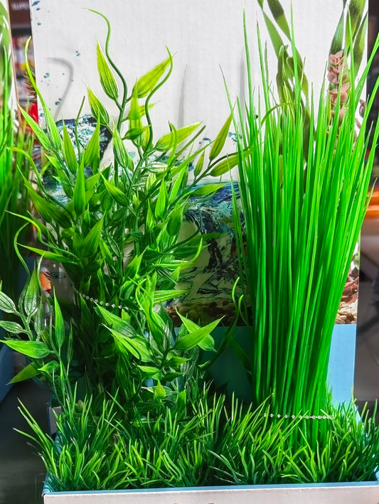 Akwa Multi Plastic Plants