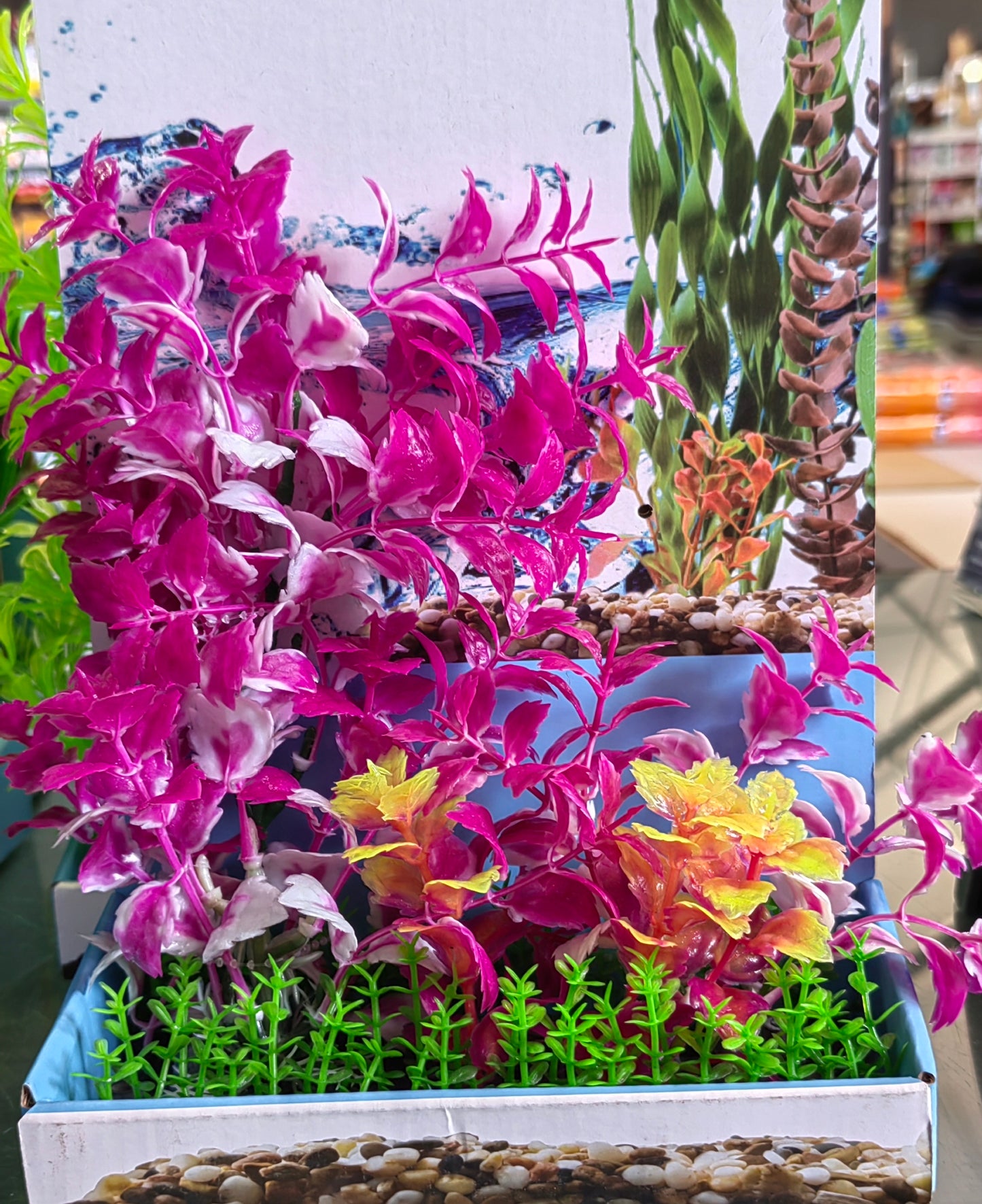 Akwa Multi Plastic Plants