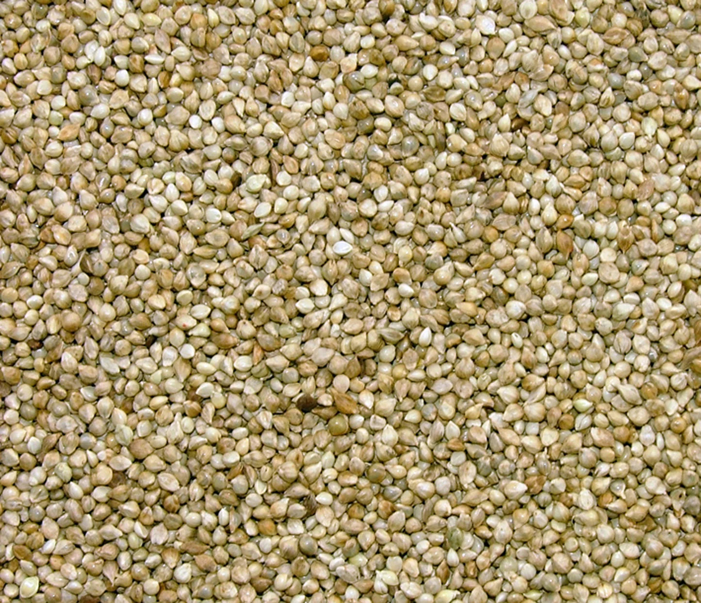 Westermans Jap Millet 1kg