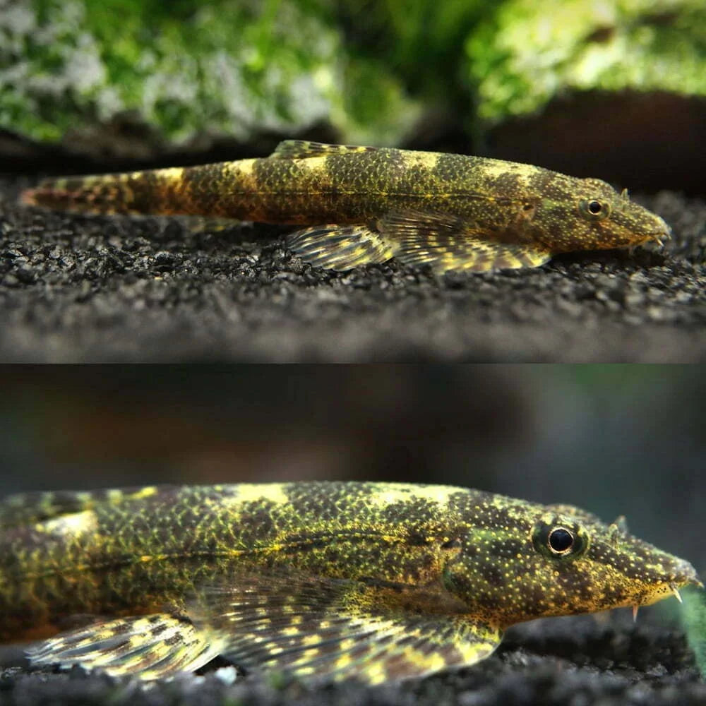 Loach-Gecko