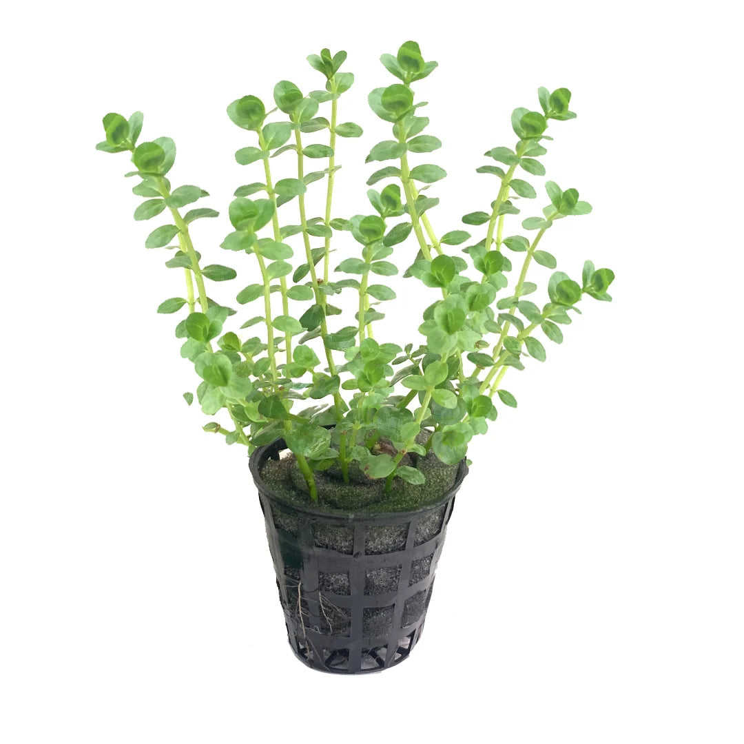 Kaiser Aquatics Rotala Green