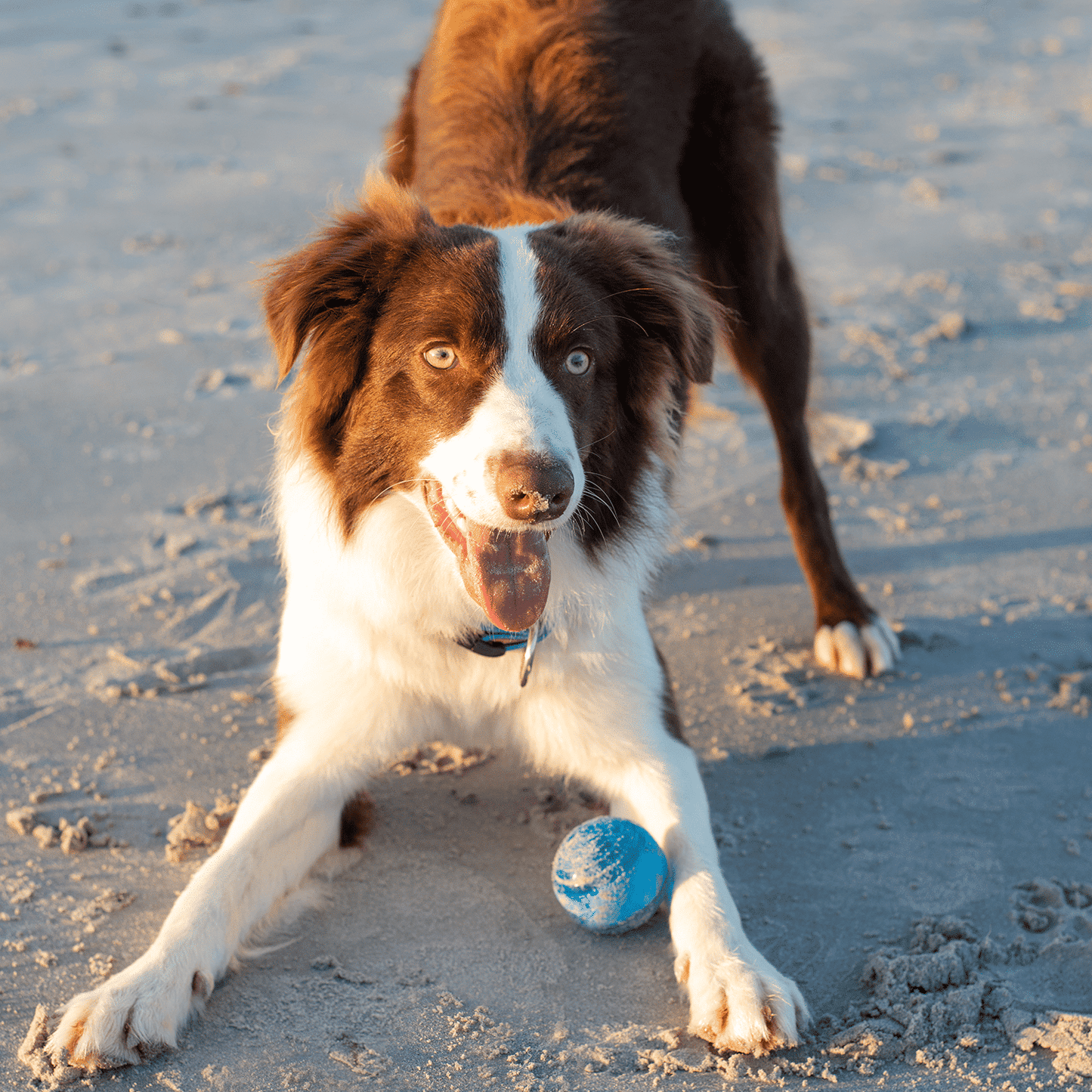 Rogz Squeekz Fetch Ball