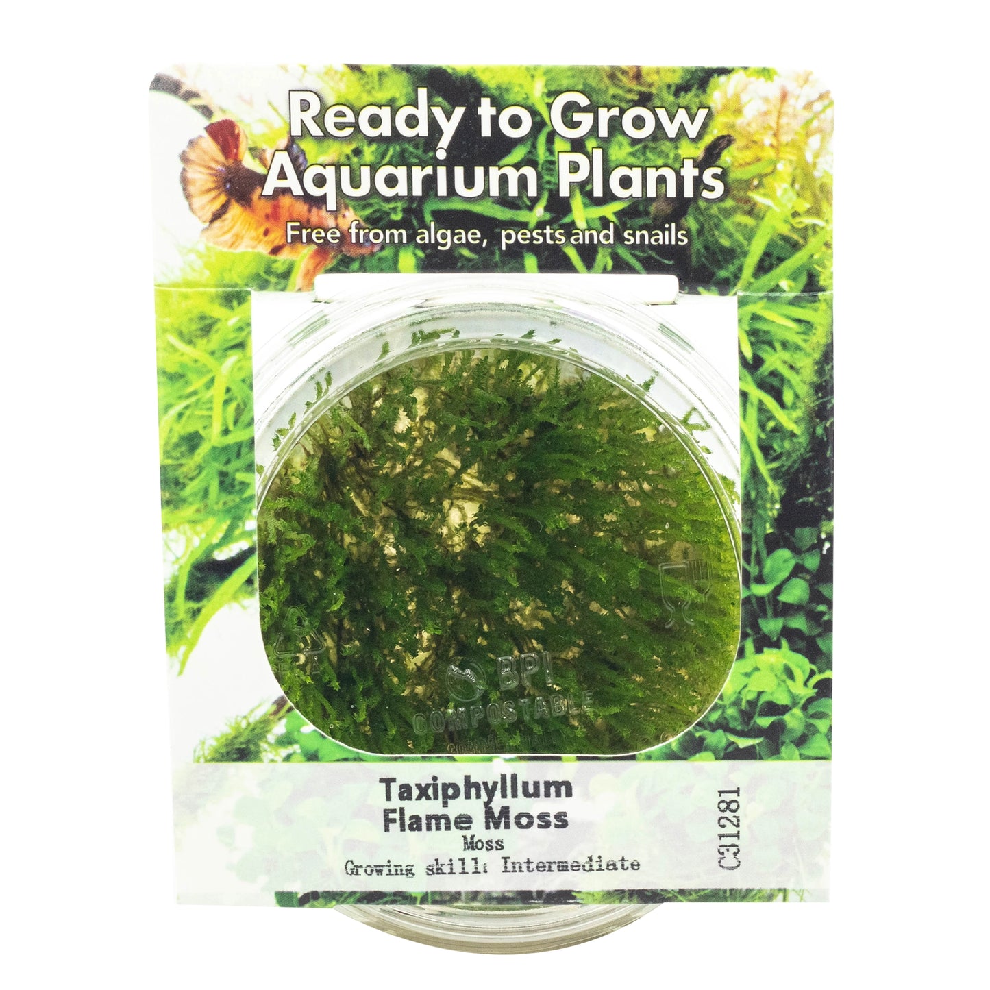 RTG Flame Moss in-Vitro